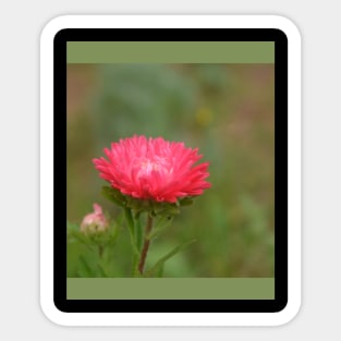 fall red daisy flower in the garden Sticker